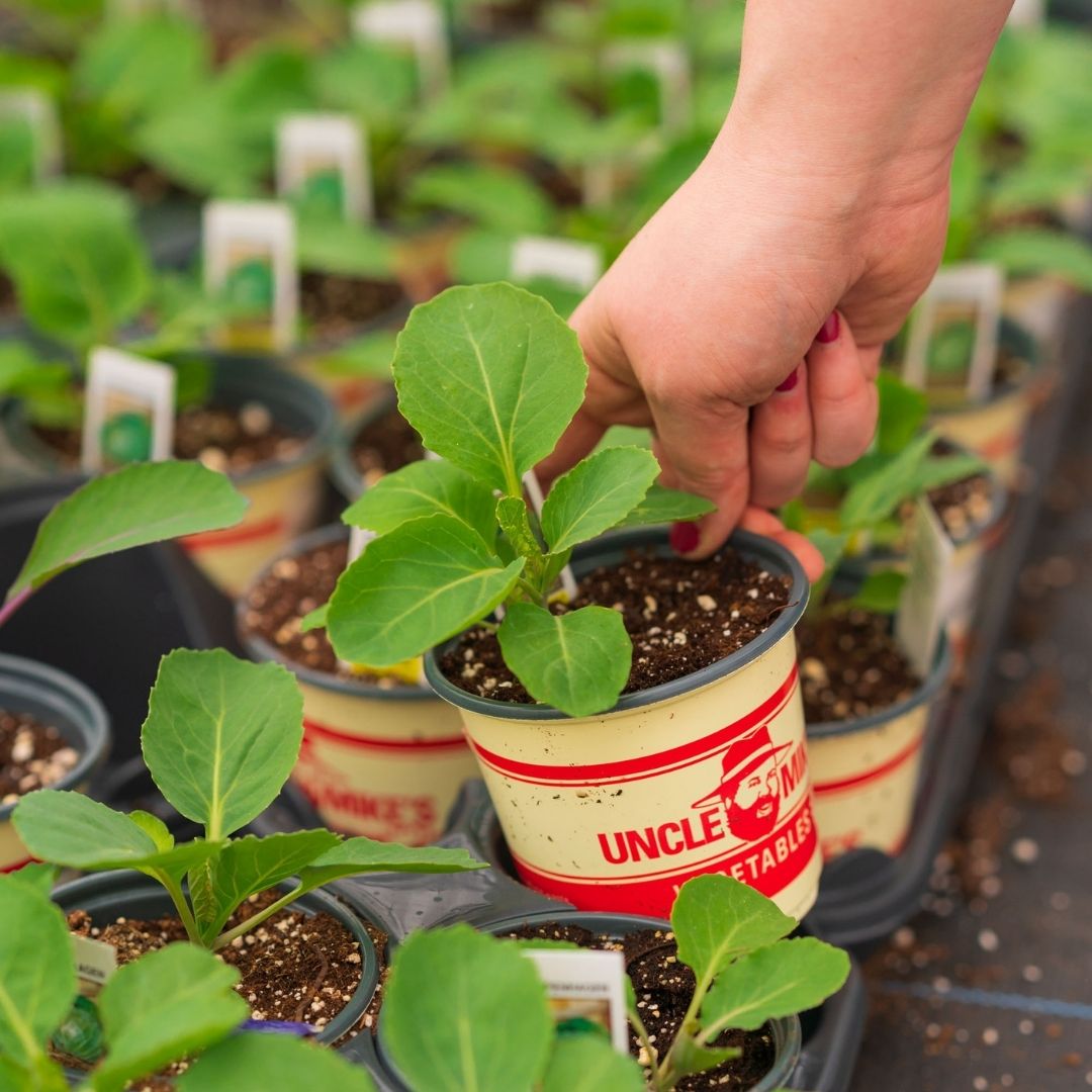 Cabbage – Copenhagen – 4″ Pot